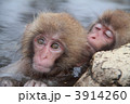 温泉猿
