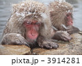 温泉猿
