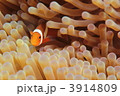 こっちを見るカクレクマノミ(幼魚)