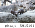 コツメカワウソ