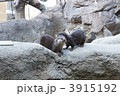コツメカワウソ