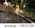 毛づくろい中のベニイロフラミンゴ