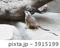ミーアキャット
