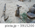 ミーアキャット