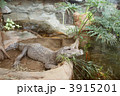 ニシアフリカコガタワニ