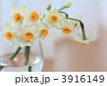 庭の水仙をワイングラスにいれてみた