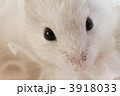 3918033
