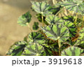 3919618