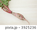 土付きラディッシュ