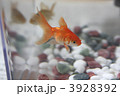 金魚すくいでとったリュウキン