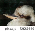 ワライカワセミ
