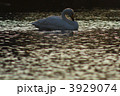 白鳥*06
