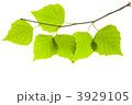 新緑の葉