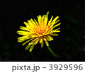 3929596