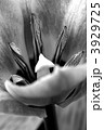 3929725