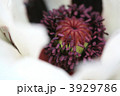 3929786