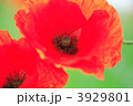 3929801