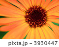 3930447