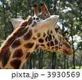 3930569