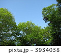木々のチームワーク