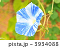 青い朝顔。
