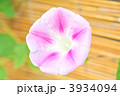 青い朝顔。