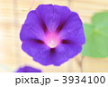 青い朝顔。