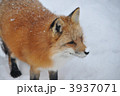 キツネ　03