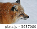 キツネ　04