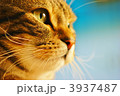 明日をみるネコ