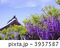 藤　春の花　紫藤　フジ　亀戸天神