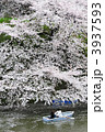 満開の桜の中のボートとカップル