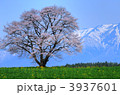 北国の春　小岩井の一本桜と岩手山