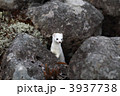 岩場のオコジョ（冬毛）