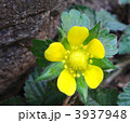 ヘビイチゴの花