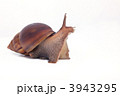 3943295