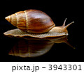 3943301