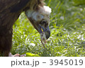 3945019