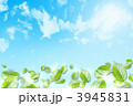 青空と若葉 青空と若葉