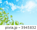 青空と若葉(ノーマル) 青空と若葉(ノーマル)