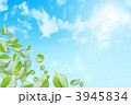 青空と若葉(輝き) 青空と若葉(輝き)