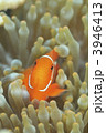 Spine cheek Anemonefish