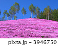 滝上町　白樺と芝桜