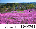 滝上町の街並みと芝桜