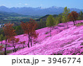 滝上公園の芝桜（横）