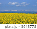 青空と菜の花畑