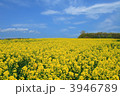 滝川市　春の菜の花畑