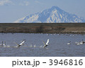 飛び立つ白鳥と利尻富士