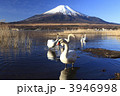富士山と山中湖の白鳥