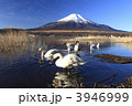 富士山と山中湖の白鳥